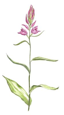 Céphalanthère rouge, illustration de Grand'Air Illustration