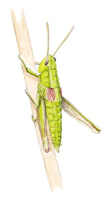 Criquet des genévriers, illustration de Grand'Air Illustration