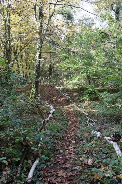 Chantier participatif, octobre 2024. Crédit : PnrL