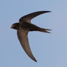 Martinet noir (Thierry TANCREZ)
http://l-envol-des-oiseaux.over-blog.fr/